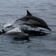 Dolphins dive by a beach in Peru.